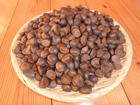 ツバキ油を搾油機 家庭用油しぼり機shiboroで搾る