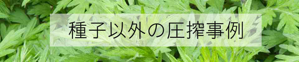 ヨモギを搾る