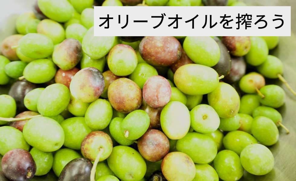 olive_2.jpg